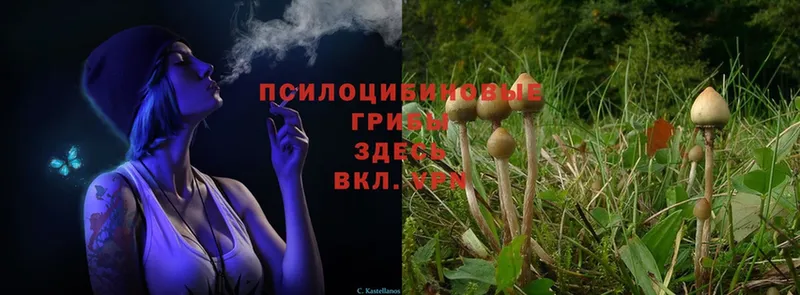 Псилоцибиновые грибы Magic Shrooms  Щёлково 